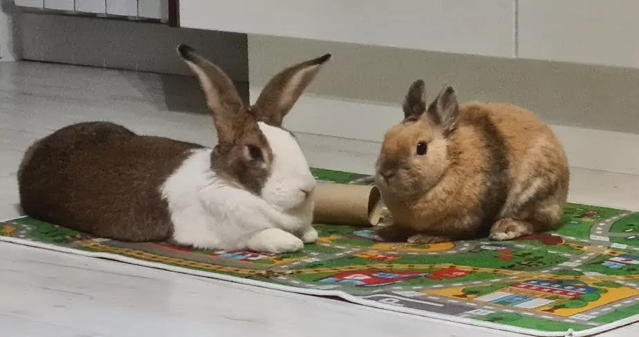 Alioli y Marvin (conejos de Lorena)