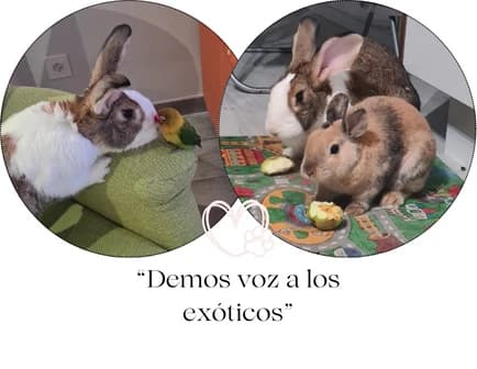 Marvin y Alioli, los conejos de Lorena.